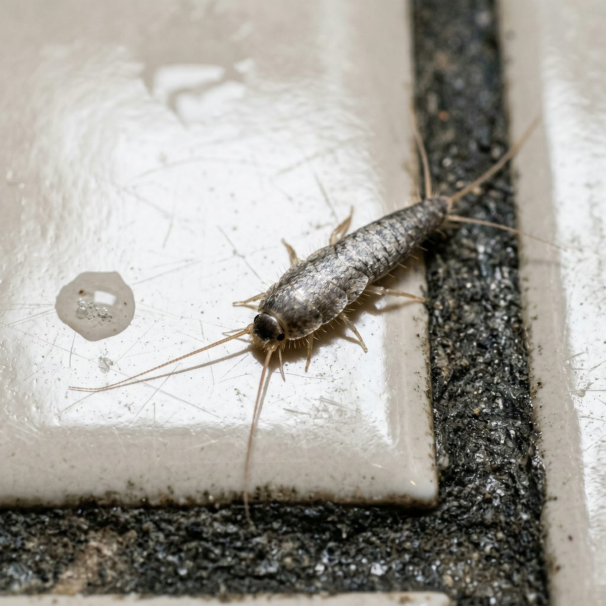 Adult silverfish on the corner of a glossy off-white ceramic bathroom tile near the grout line